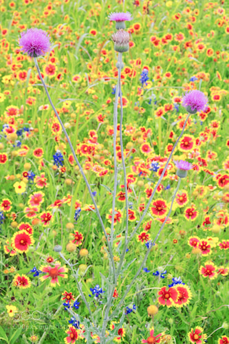 Fujifilm X-E2 sample photo. Any color you wish photography