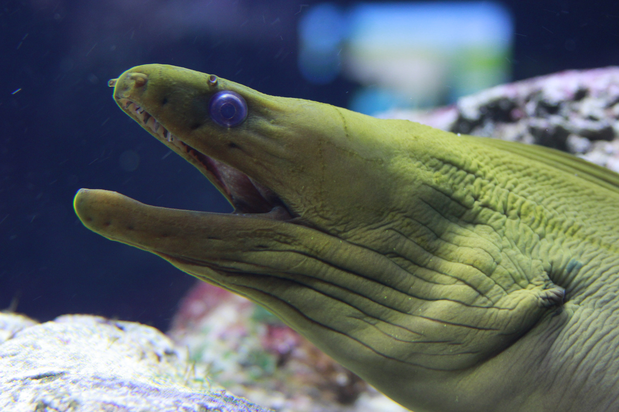 Canon EF 28-135mm F3.5-5.6 IS USM sample photo. The most beautiful fish of aquarium photography