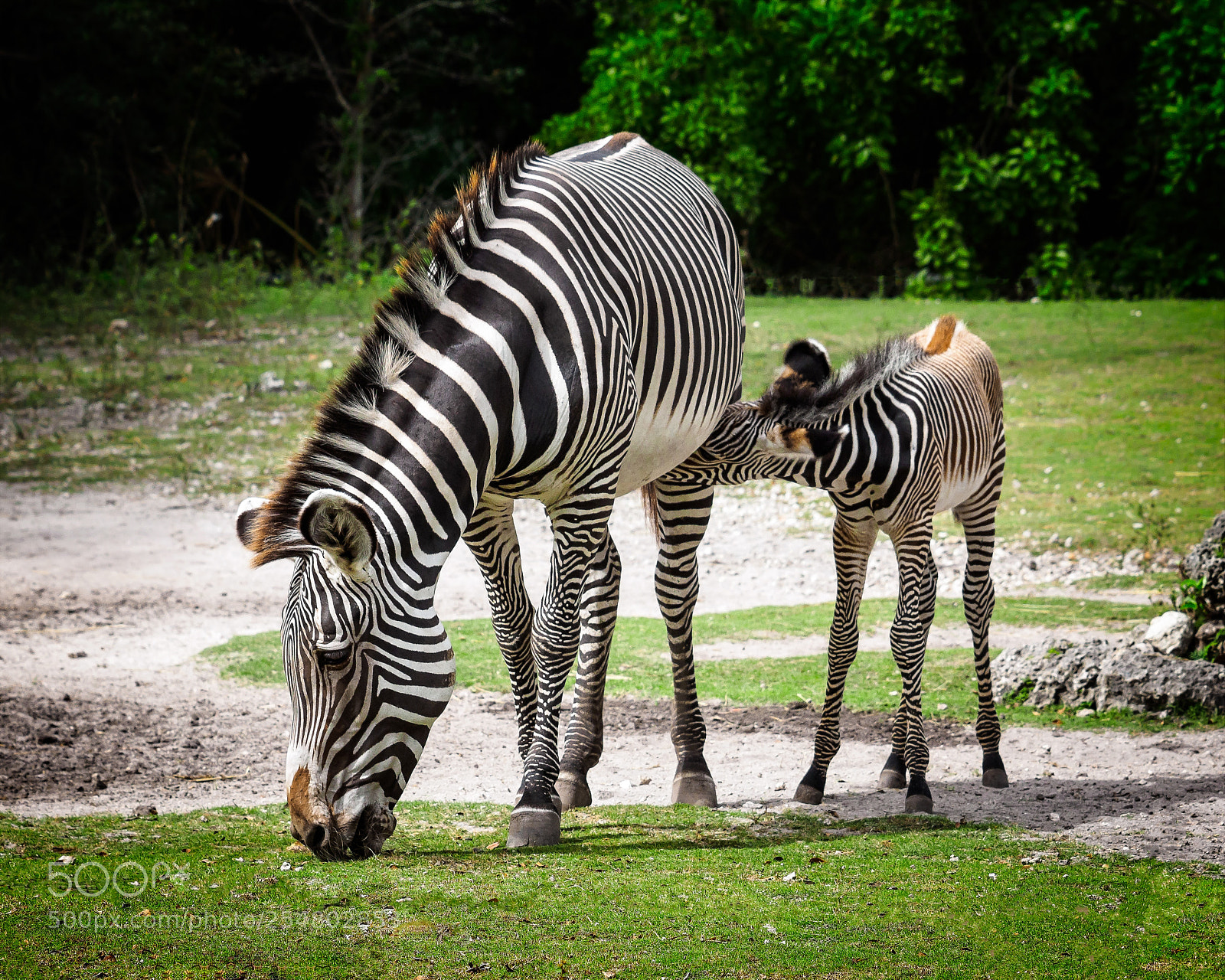Olympus OM-D E-M1 sample photo. Grevy's zebra - equus photography