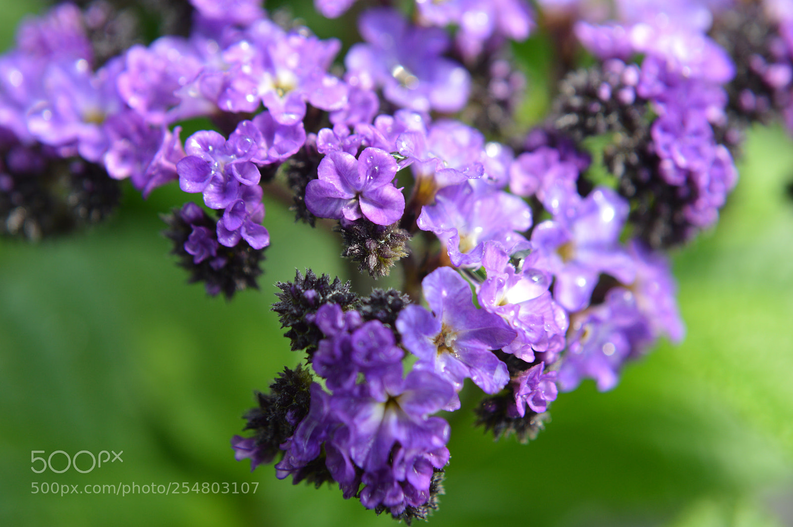 Nikon D3200 sample photo. Spring blooming photography