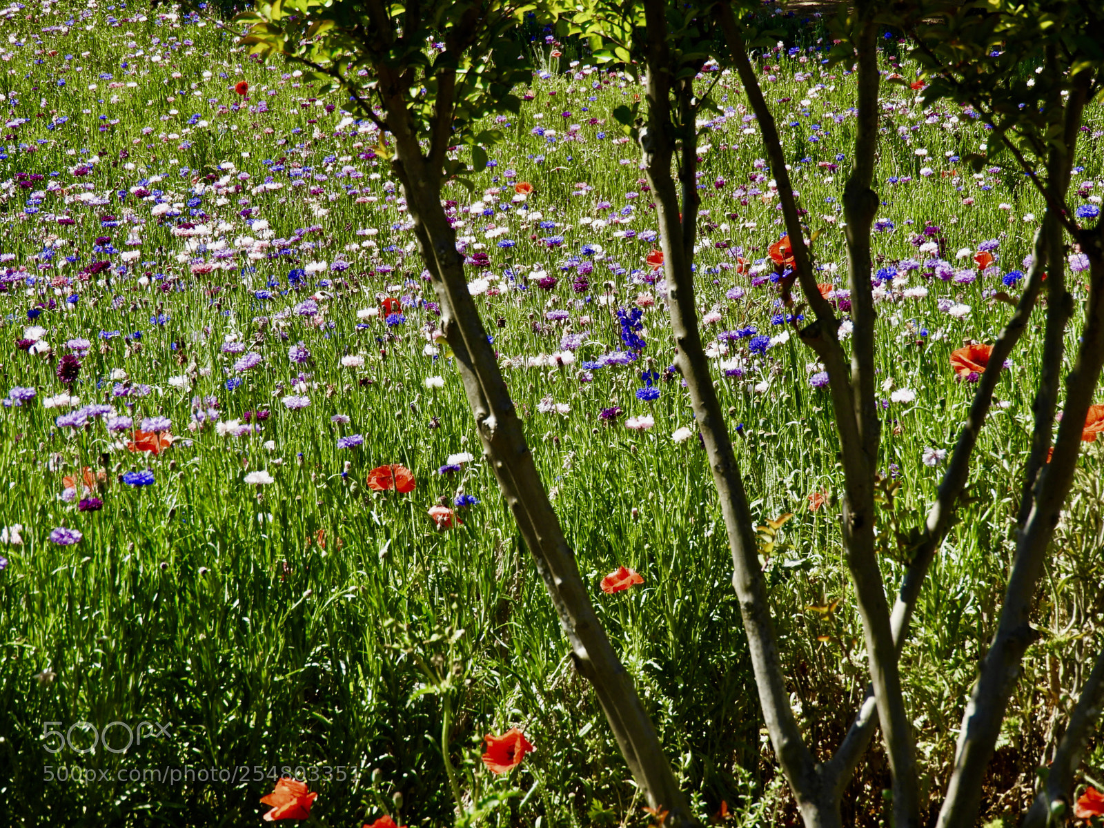 Nikon Coolpix B700 sample photo. Multicolor wildflowers photography
