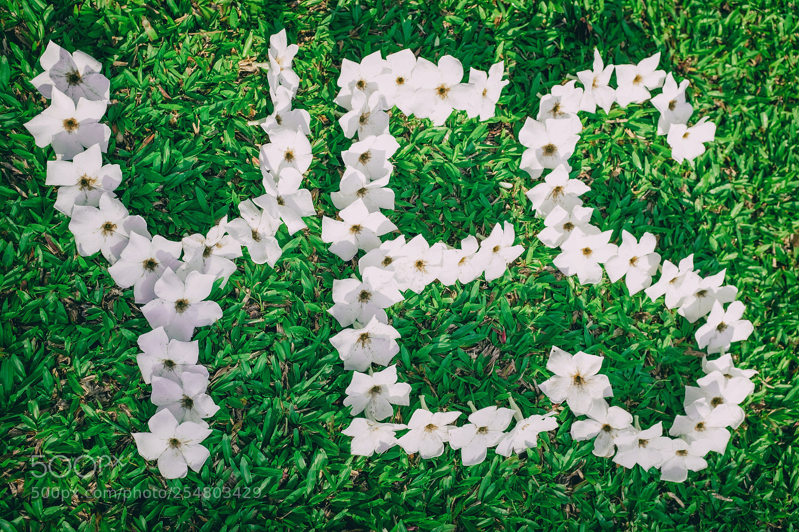 Fujifilm X100T sample photo. Picture of green lawn photography