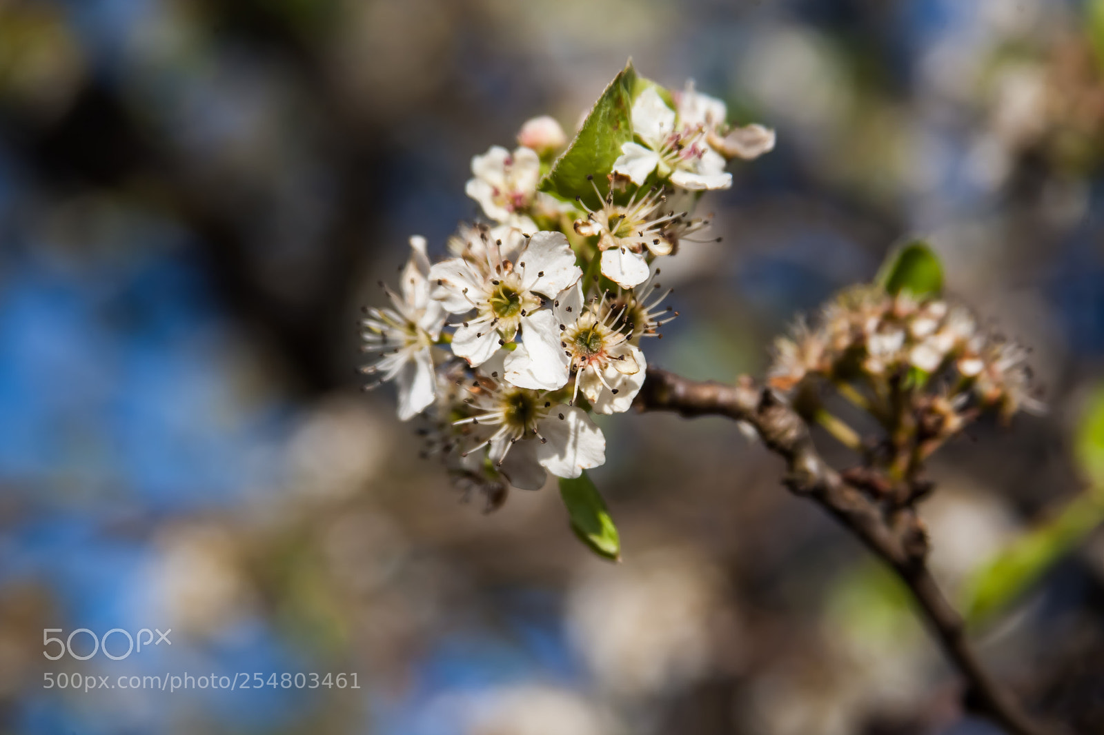 Canon EOS-1D Mark III sample photo. Untitled photography