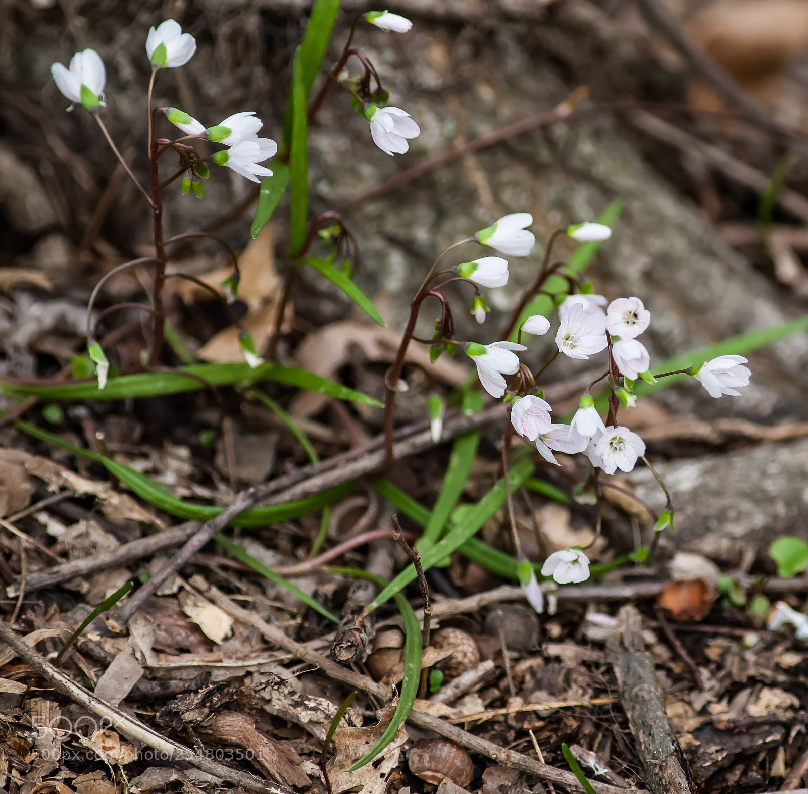 Canon EOS-1D Mark III sample photo. Untitled photography