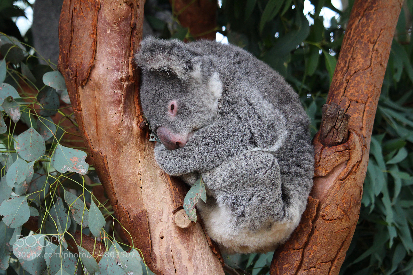 Canon EOS 100D (EOS Rebel SL1 / EOS Kiss X7) sample photo. Koala photography