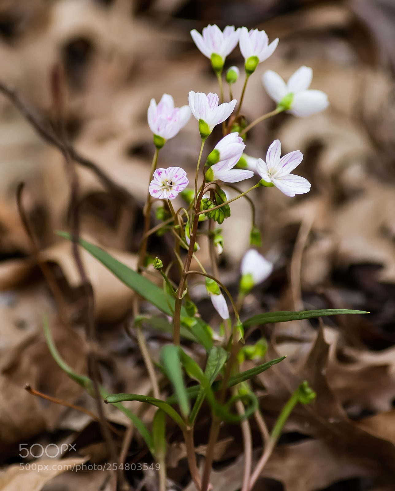 Canon EOS-1D Mark III sample photo. Untitled photography