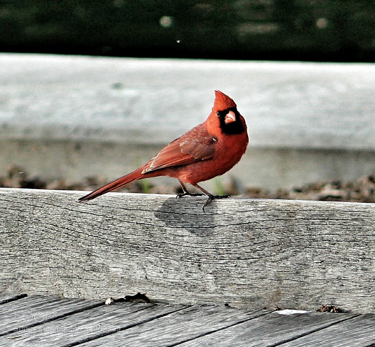 Canon EOS 1200D (EOS Rebel T5 / EOS Kiss X70 / EOS Hi) sample photo. Hurry i've got places photography