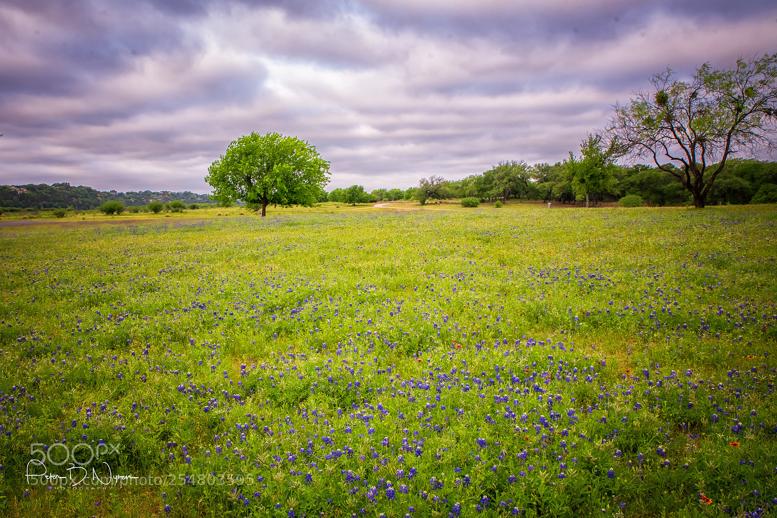 Nikon D750 sample photo. Texas hill country photography