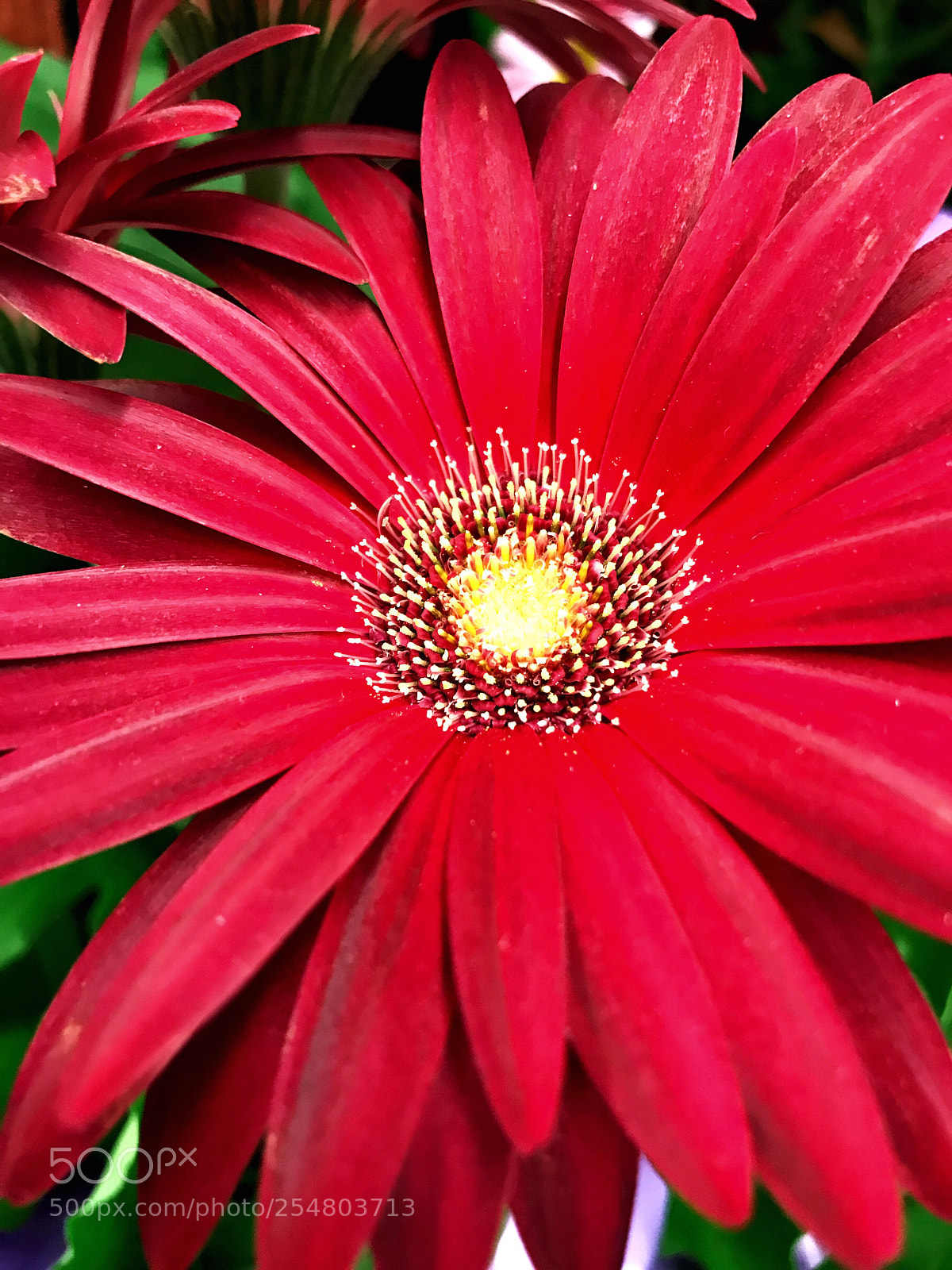 Apple iPhone 7 Plus sample photo. Beautiful red flower photography