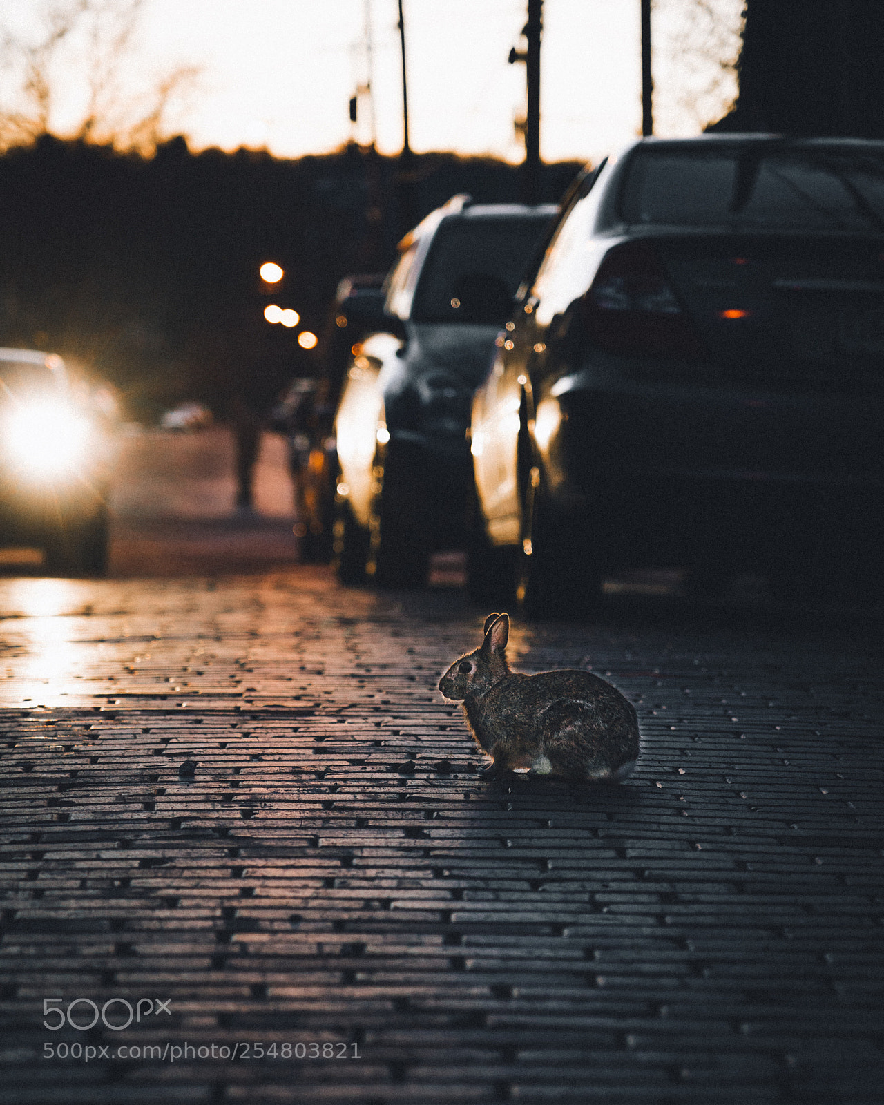 Sony a7R II sample photo. Get out of the photography
