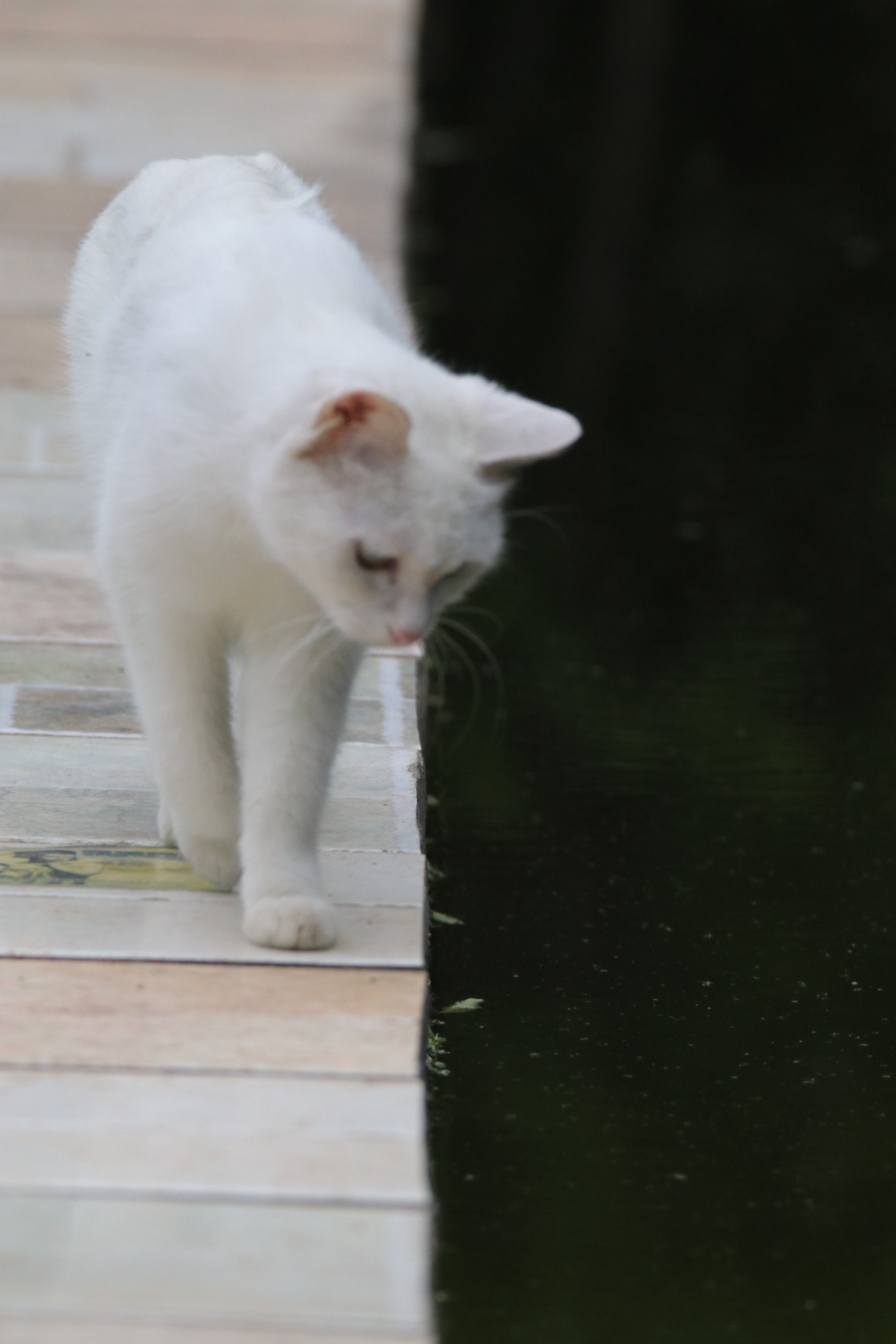 Canon EOS 80D + Tamron SP 150-600mm F5-6.3 Di VC USD sample photo. 探寻的白猫a search of a white cat photography