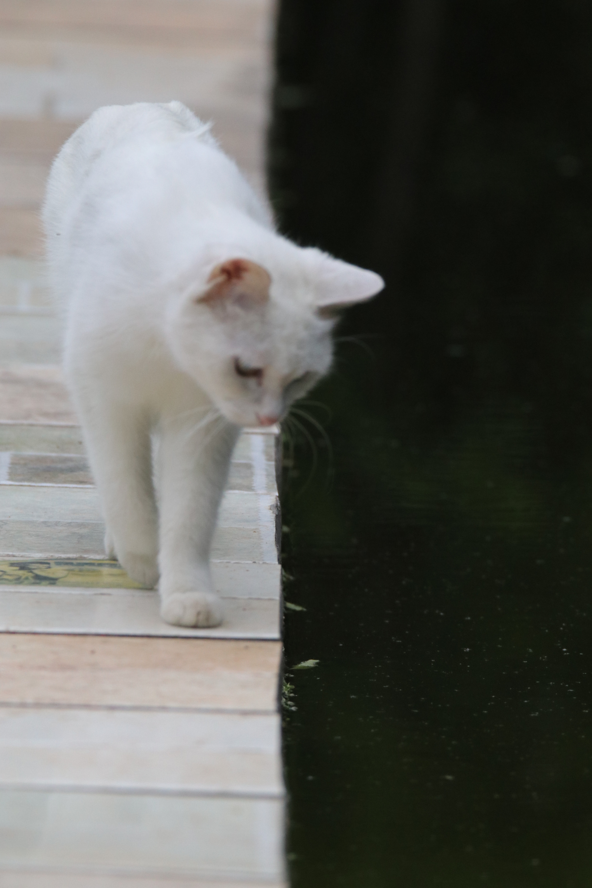 Tamron SP 150-600mm F5-6.3 Di VC USD sample photo. 探寻的白猫a search of a white cat photography