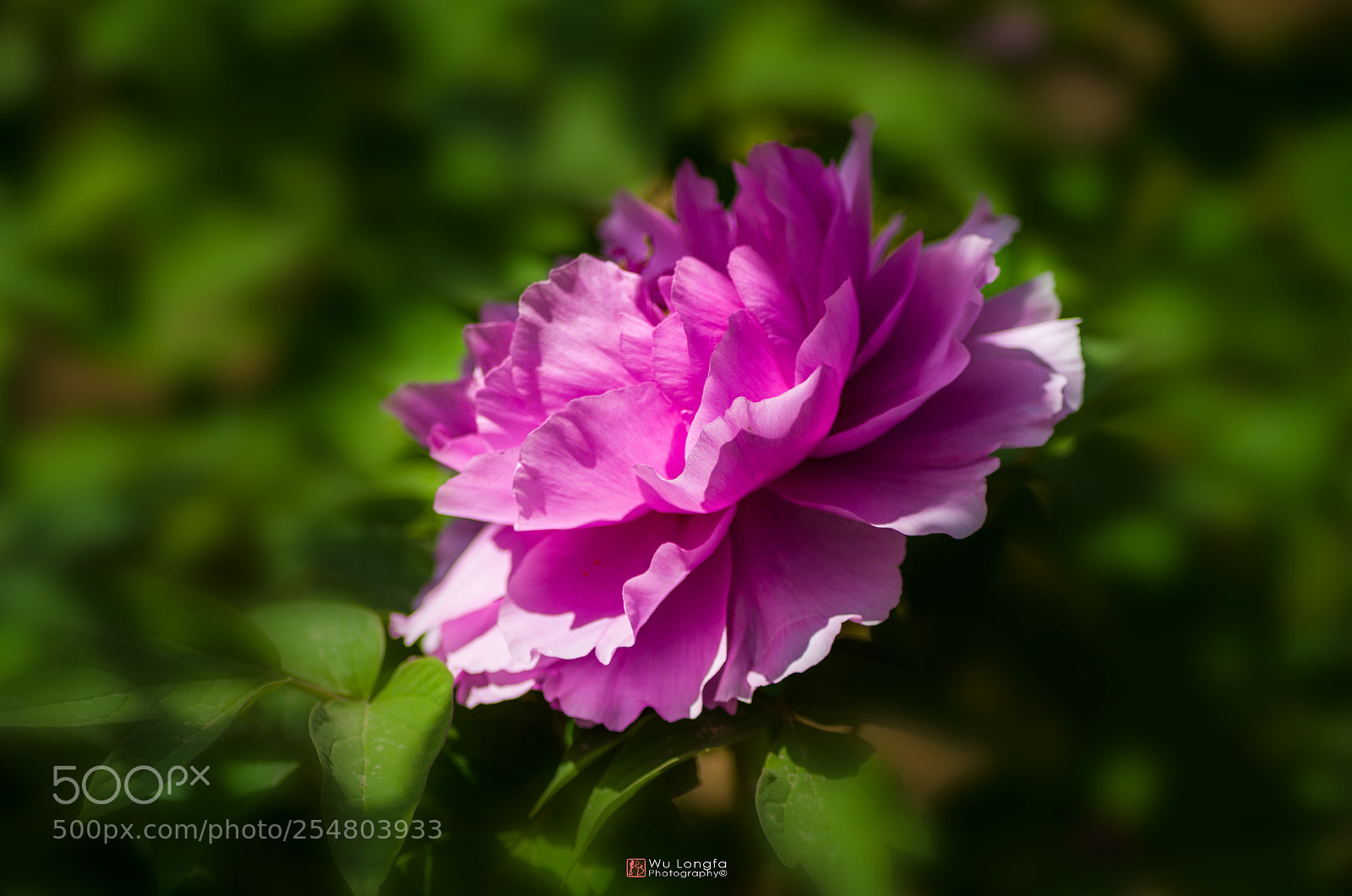 Sony a7 II sample photo. Luoyang peony photography