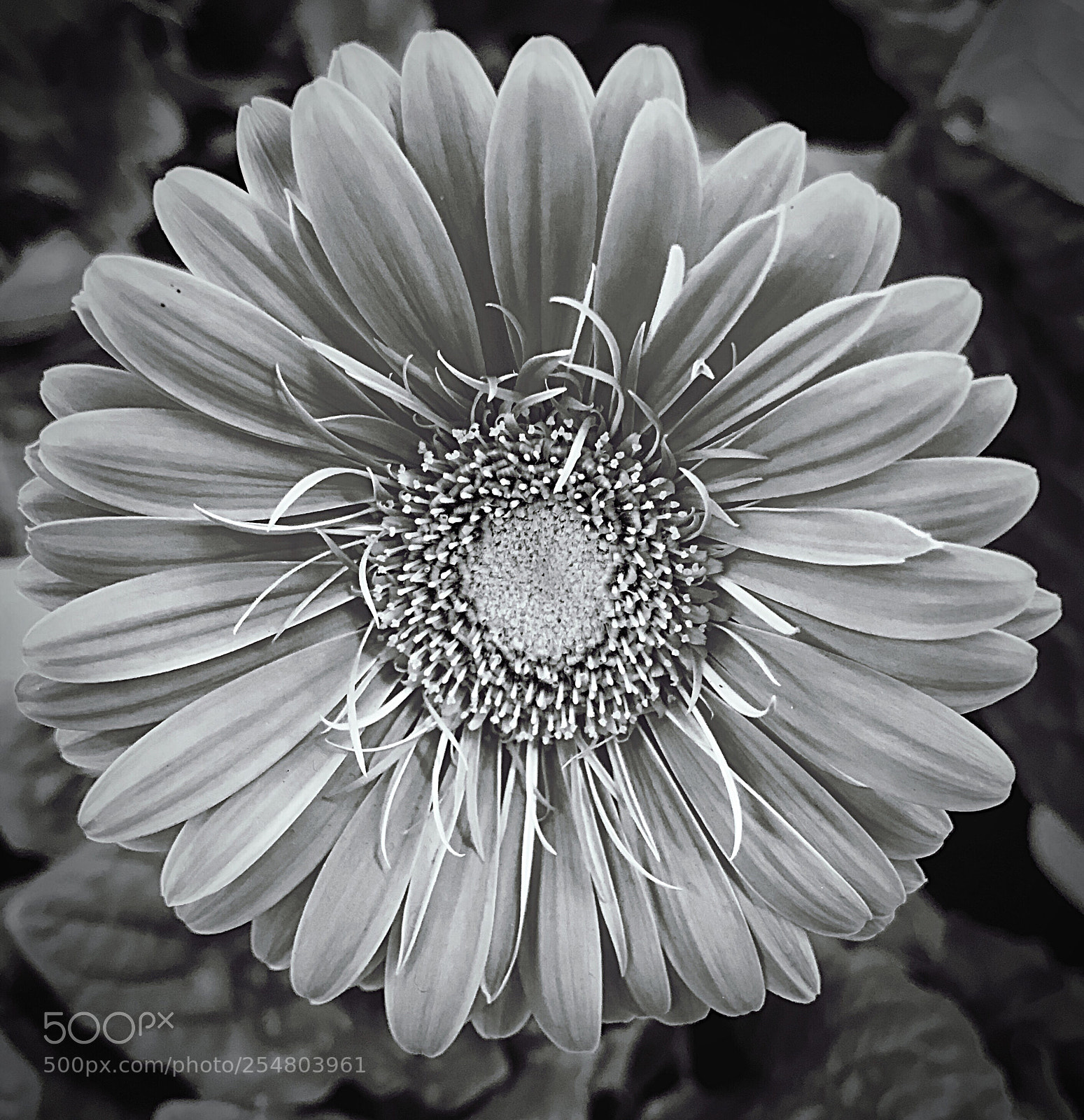 Apple iPhone 7 Plus sample photo. Black&white  photography