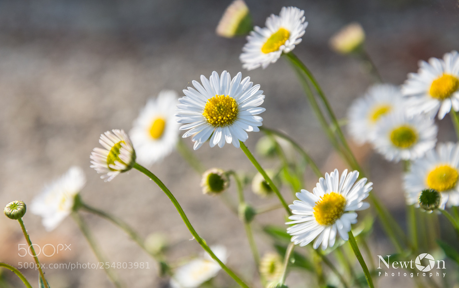 Nikon D7200 sample photo. Daisy photography