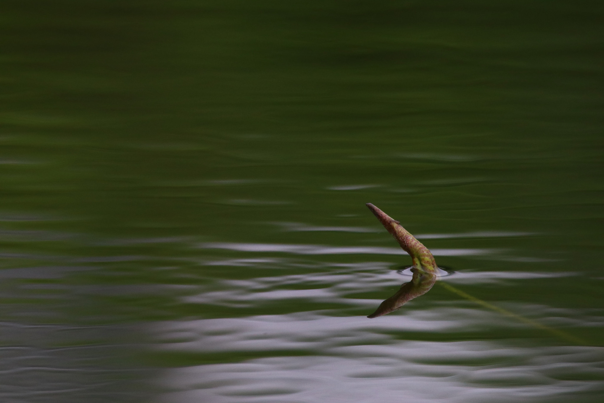 Tamron SP 150-600mm F5-6.3 Di VC USD sample photo. 初荷initial charge photography