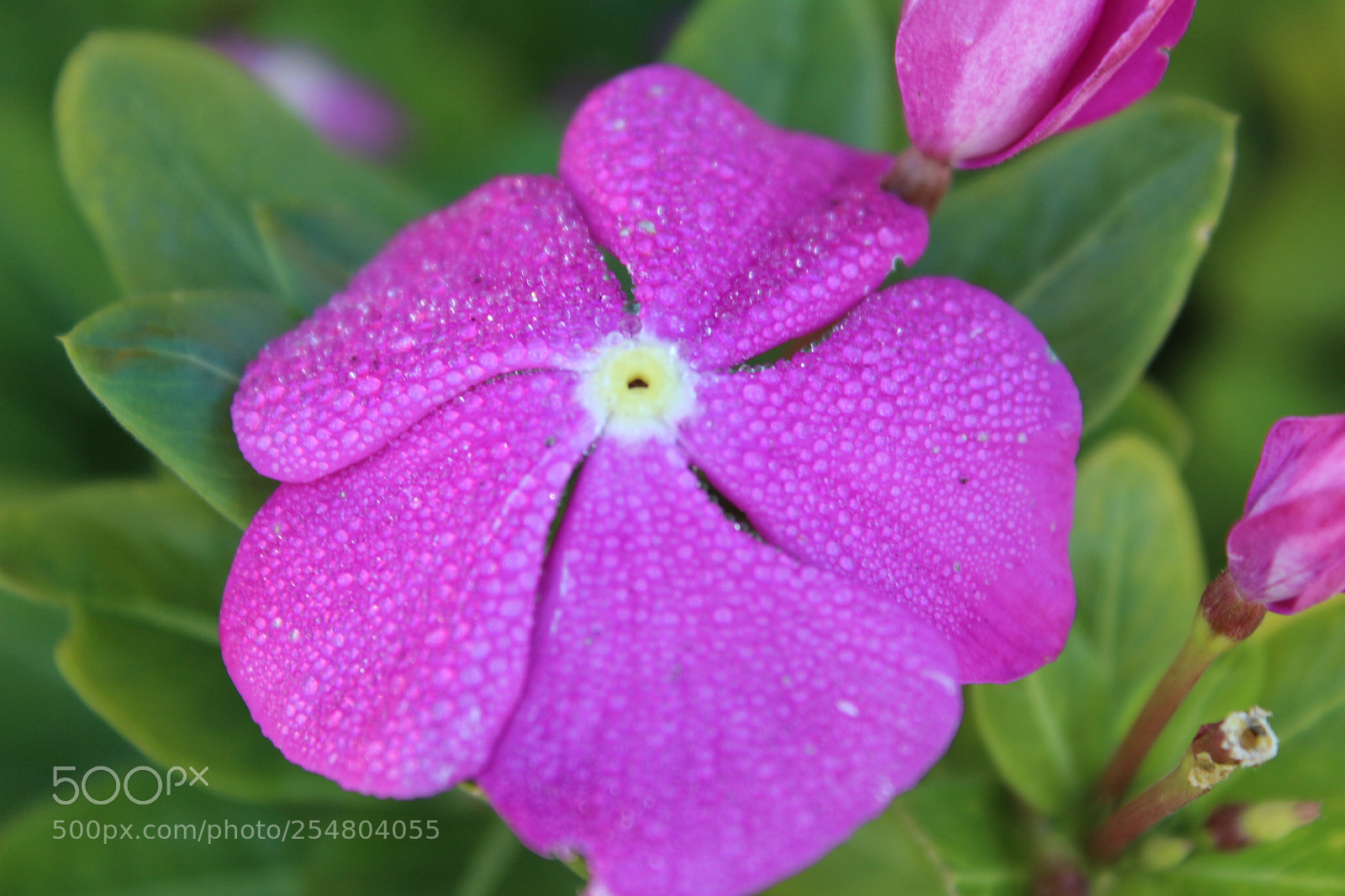 Canon EOS 600D (Rebel EOS T3i / EOS Kiss X5) sample photo. Droplet flower photography