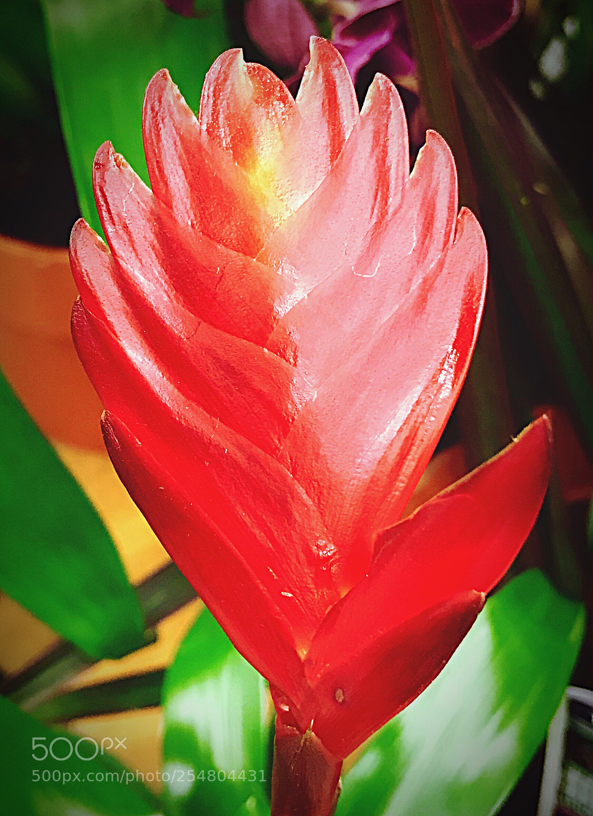 Apple iPhone 7 Plus sample photo. Tropical flower bloom photography