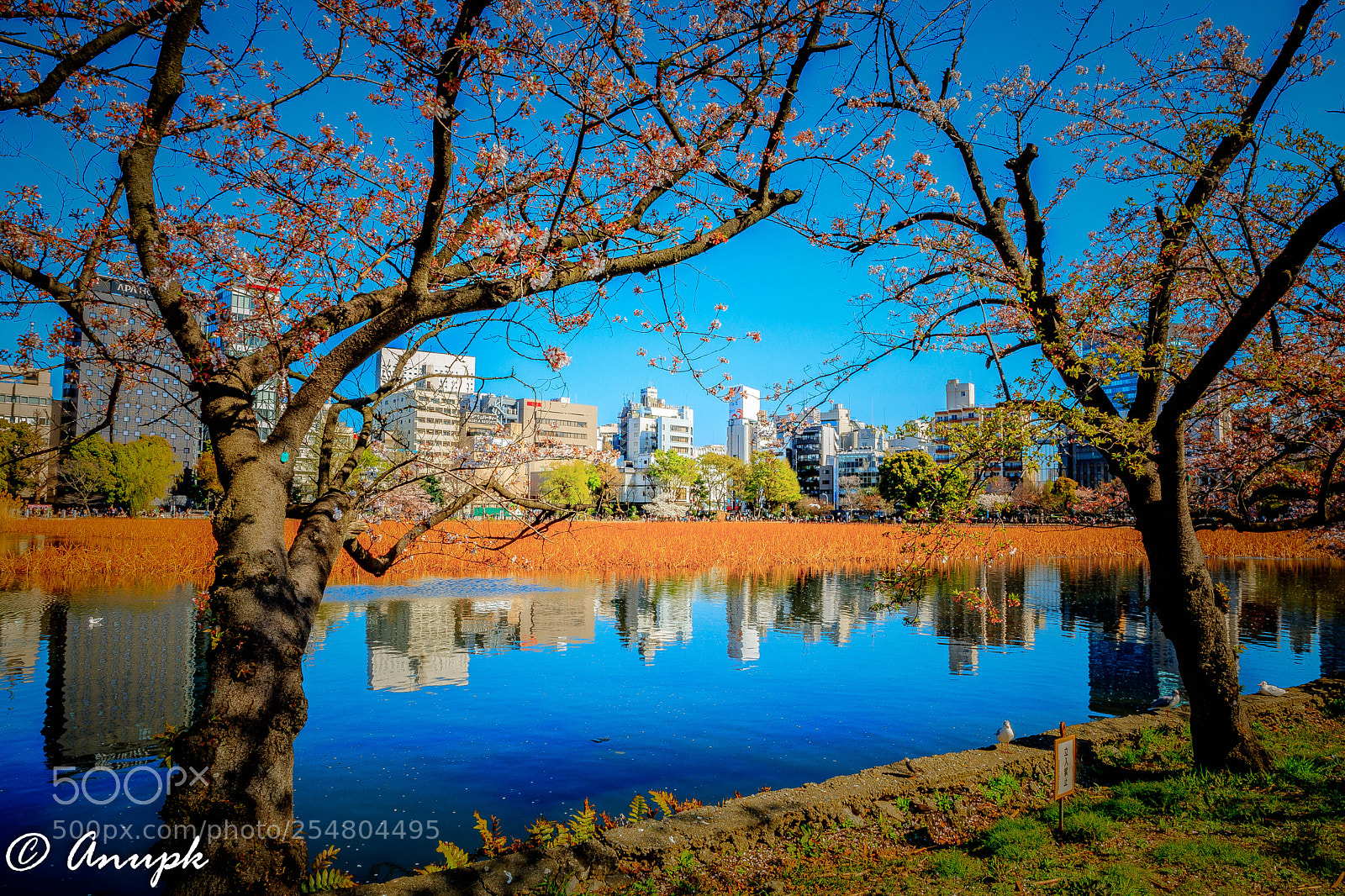 Canon EOS 5D Mark IV sample photo. City & cherry blossom photography