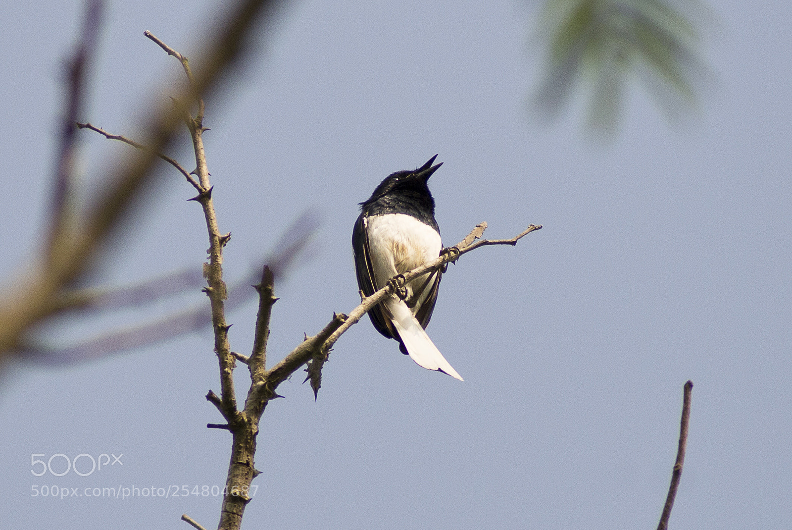 Nikon D610 sample photo. Bird’s song photography