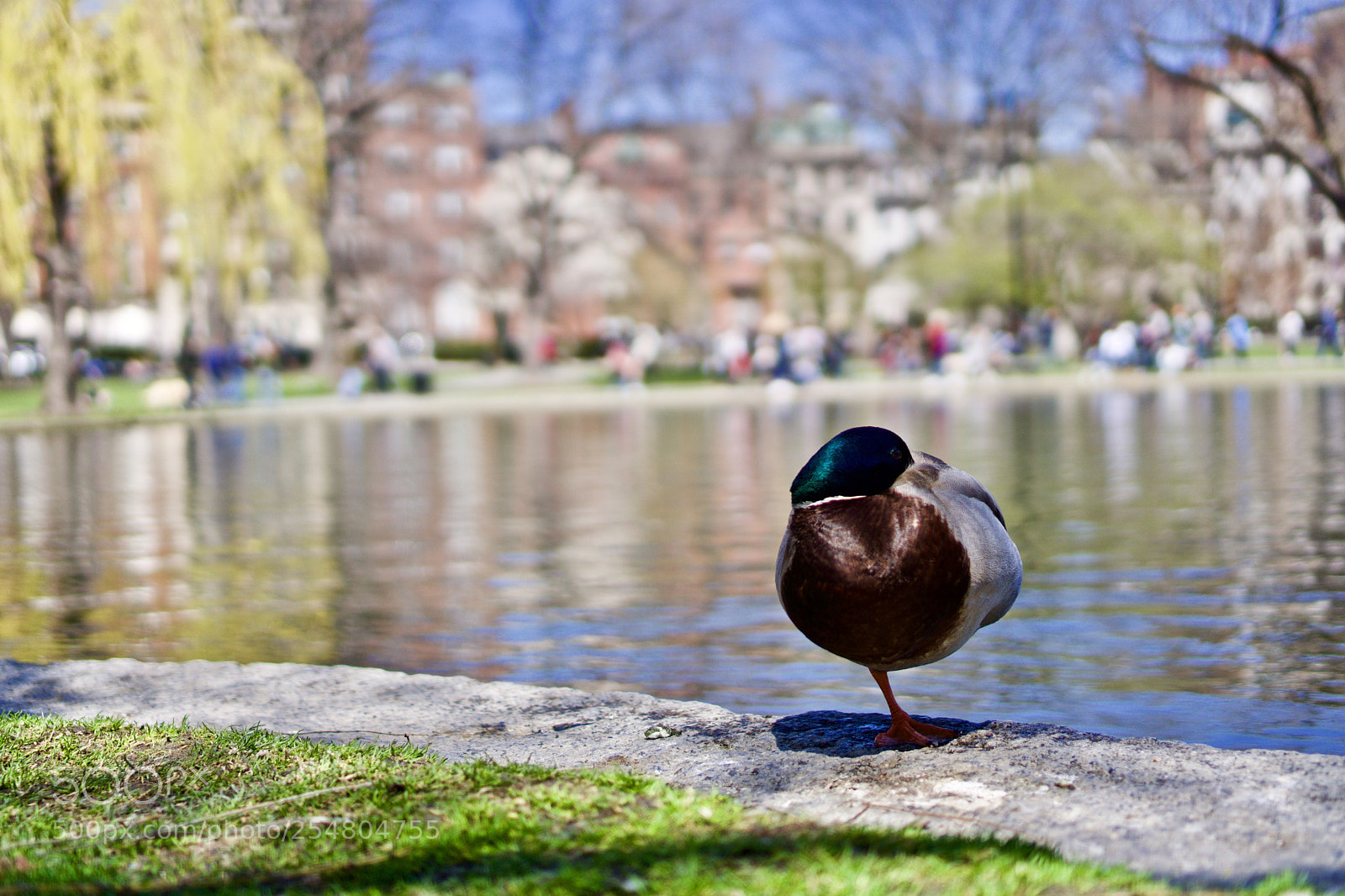 Sony a6000 sample photo. Sleeping duck photography