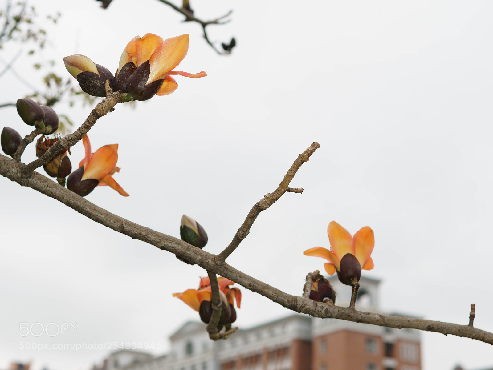 Sony a6000 sample photo. Dsc photography