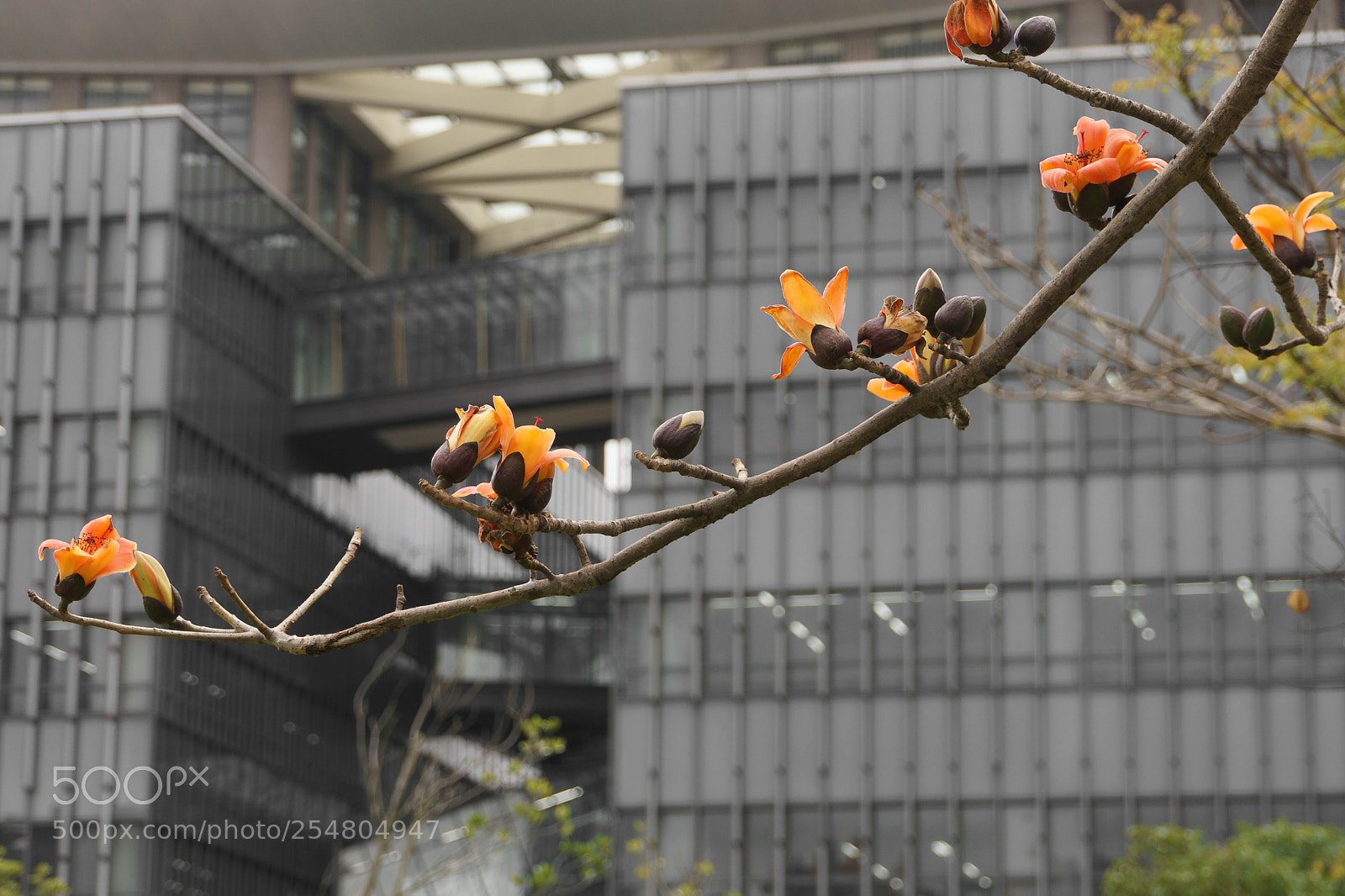 Sony a6000 sample photo. Dsc photography