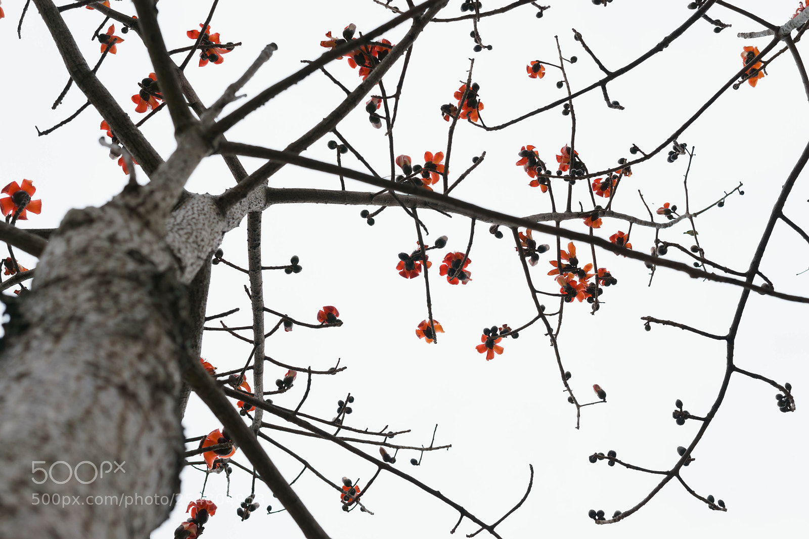 Sony a6000 sample photo. Dsc photography