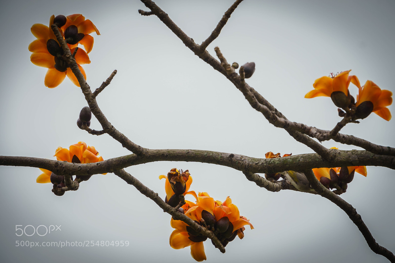 Sony a6000 sample photo. Dsc photography