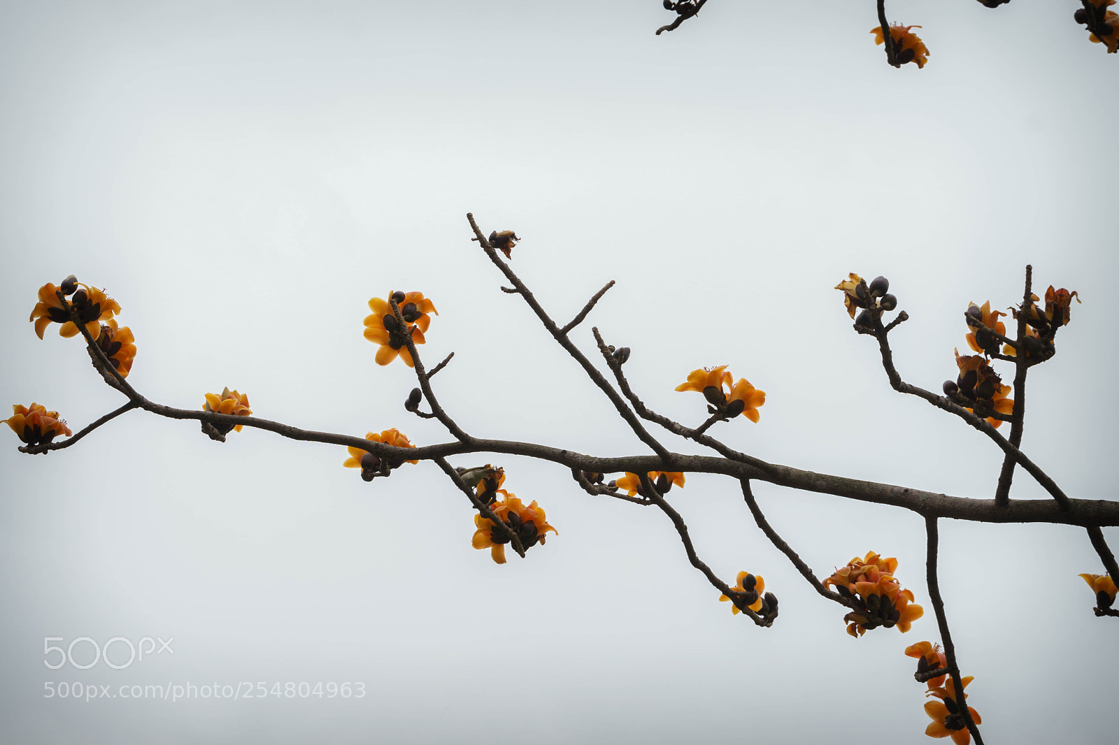 Sony a6000 sample photo. Dsc photography