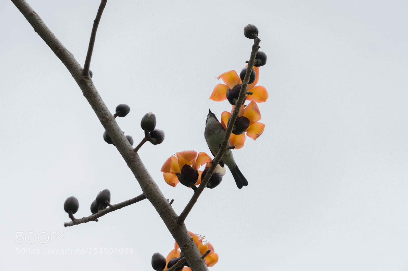 Sony a6000 sample photo. Dsc photography