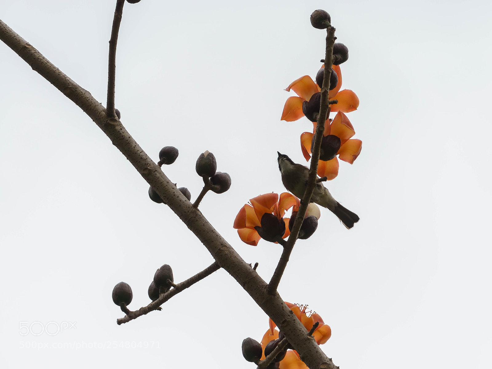 Sony a6000 sample photo. Dsc photography