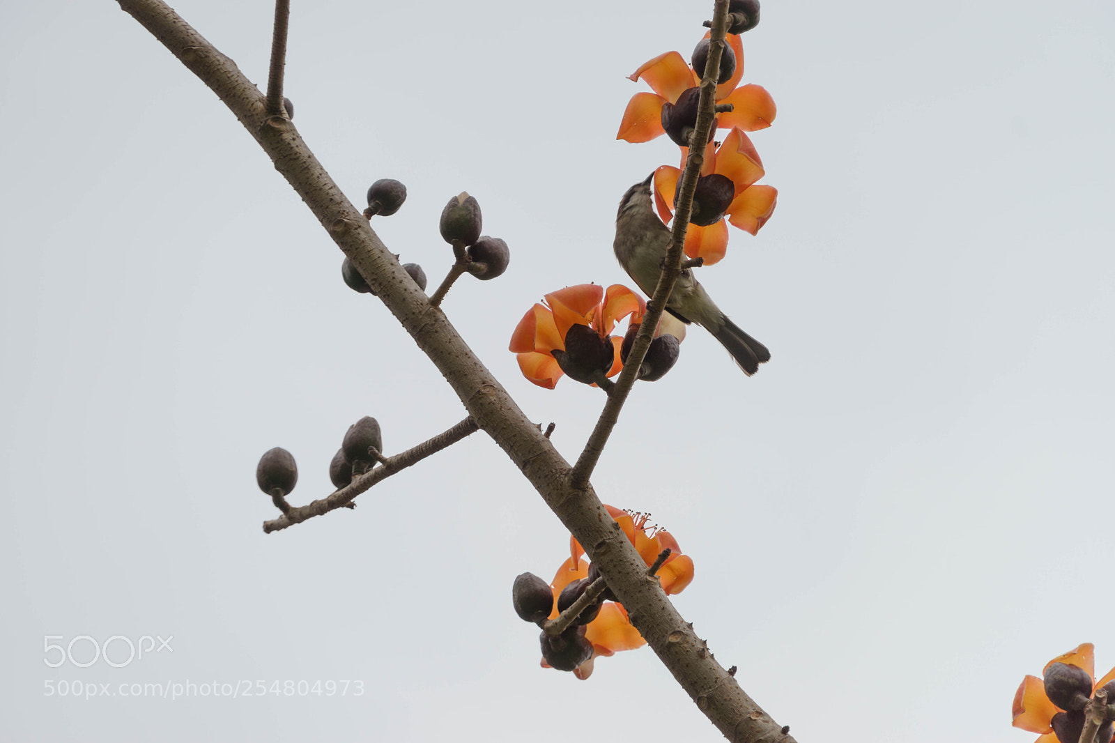 Sony a6000 sample photo. Dsc photography