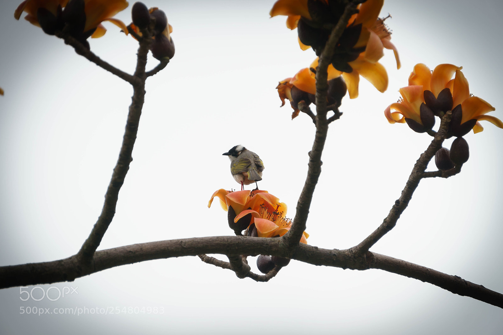 Sony a6000 sample photo. Dsc photography