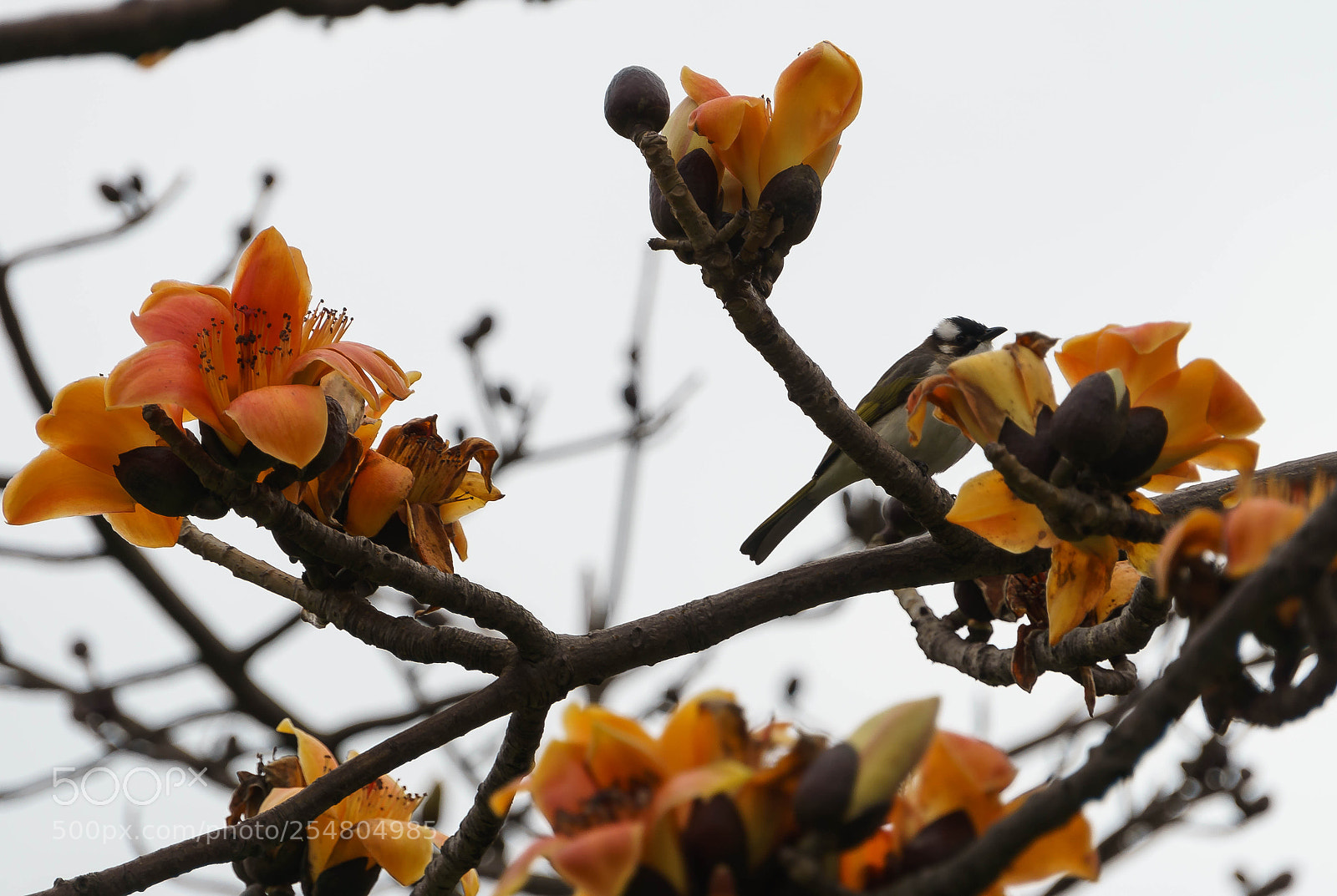 Sony a6000 sample photo. Dsc photography