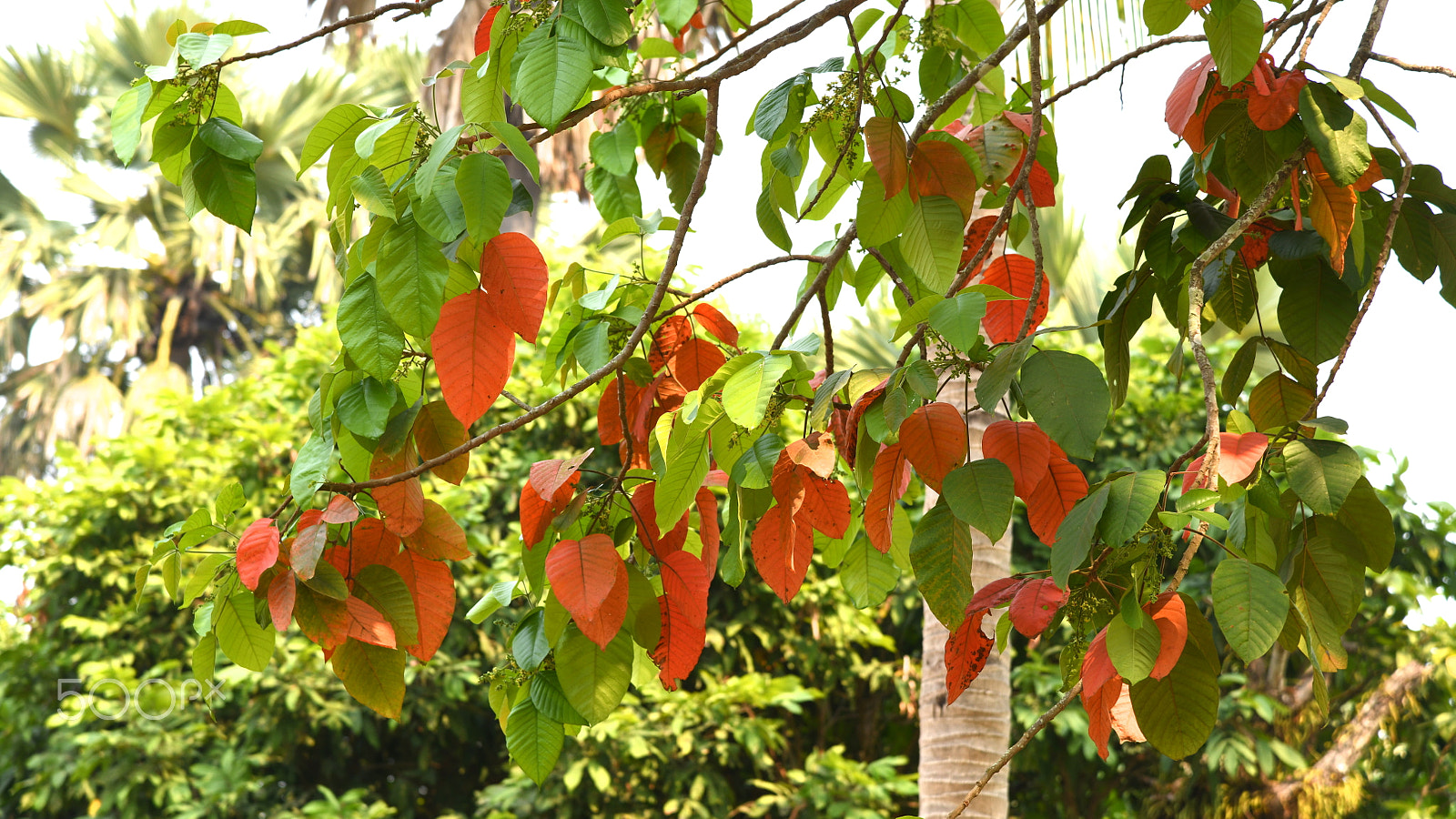 Nikon AF-S Nikkor 24-120mm F4G ED VR sample photo. Colorful leaves photography