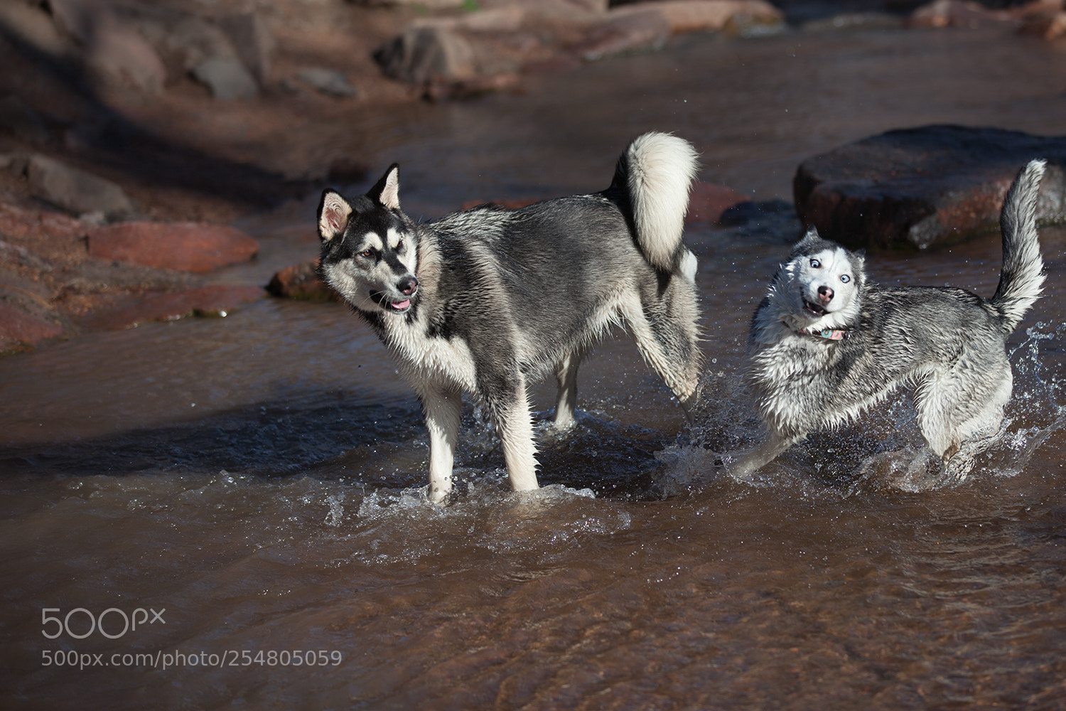 Canon EOS 5D Mark II sample photo. Loon being a loon. photography
