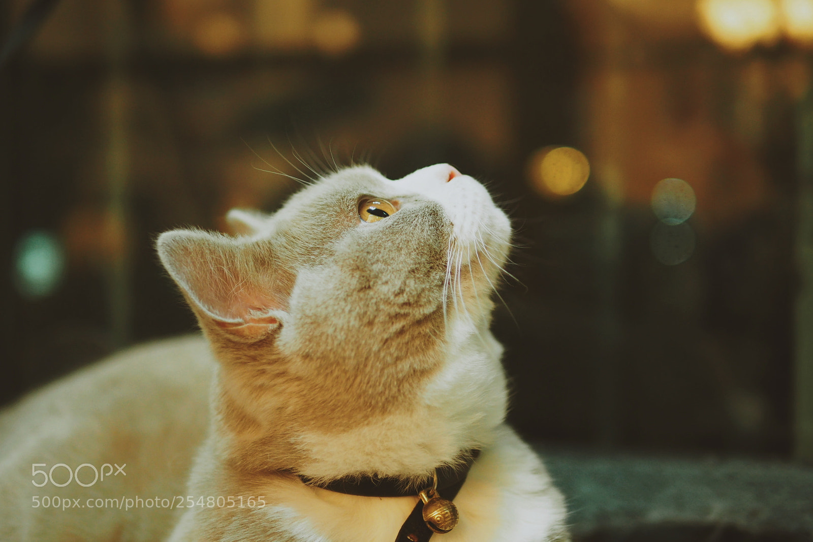 Olympus OM-D E-M5 II sample photo. 朋友家的肥猫 photography