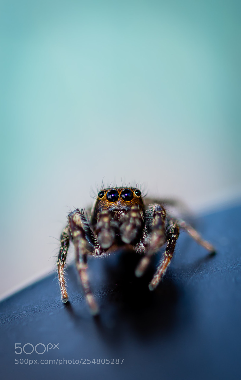 Nikon D5500 sample photo. 4eyes_blue photography