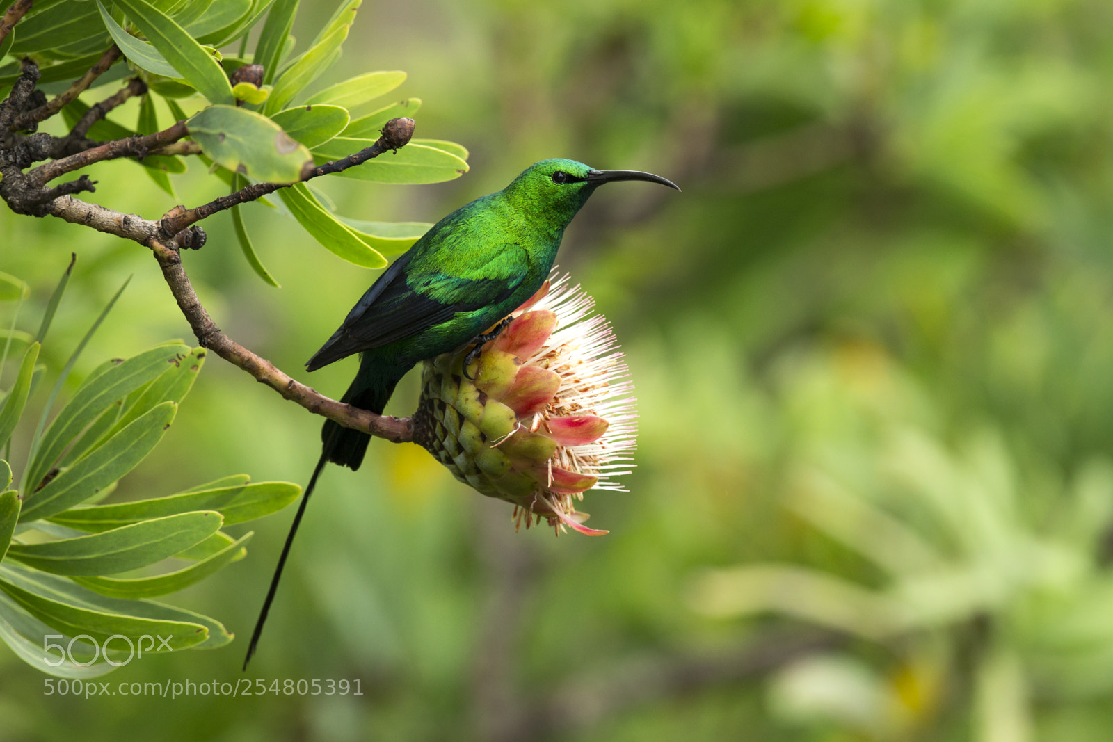 Canon EOS-1D X sample photo. Malachite sunbird photography