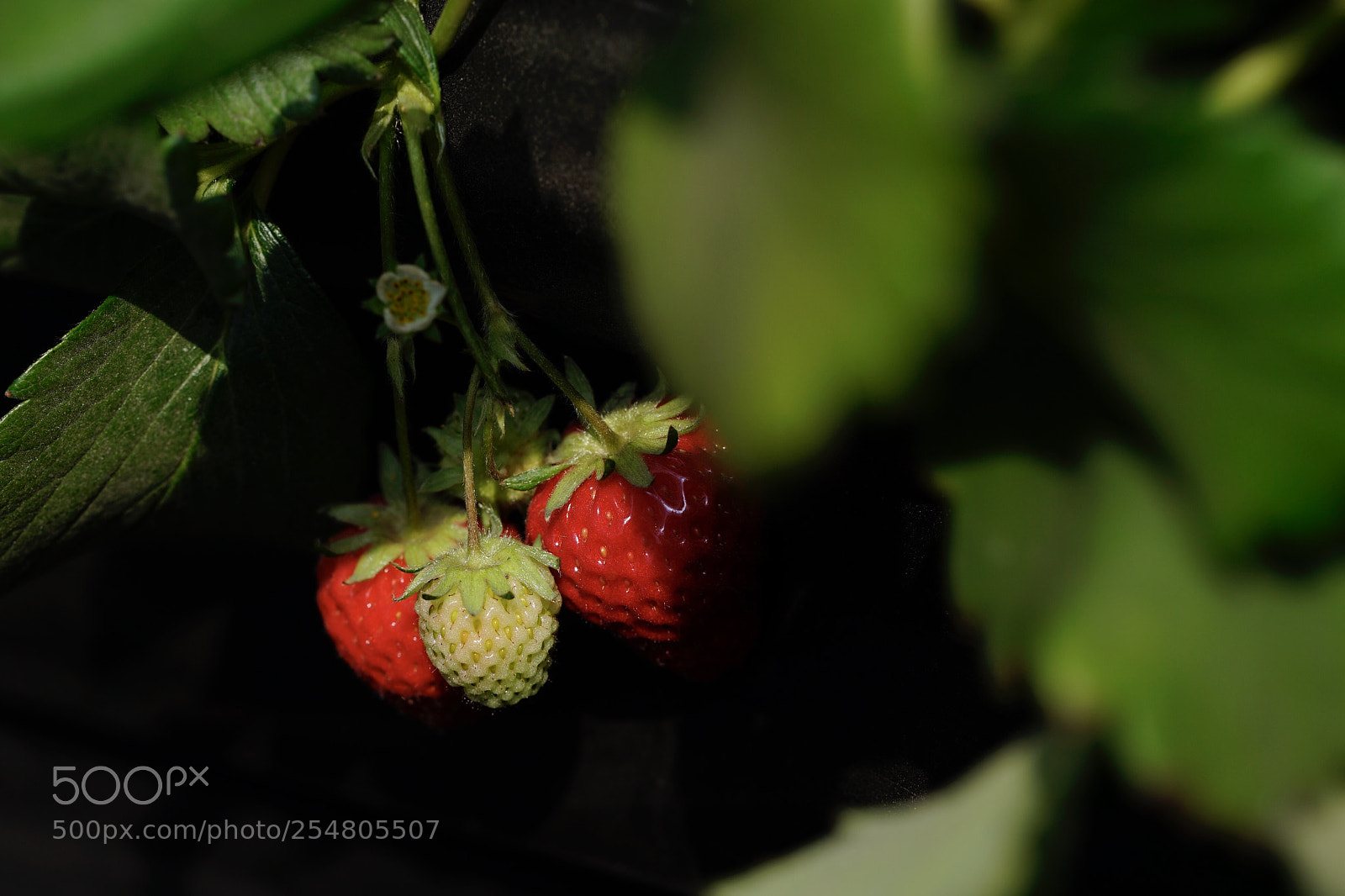 Sony a7 II sample photo. 希望 photography