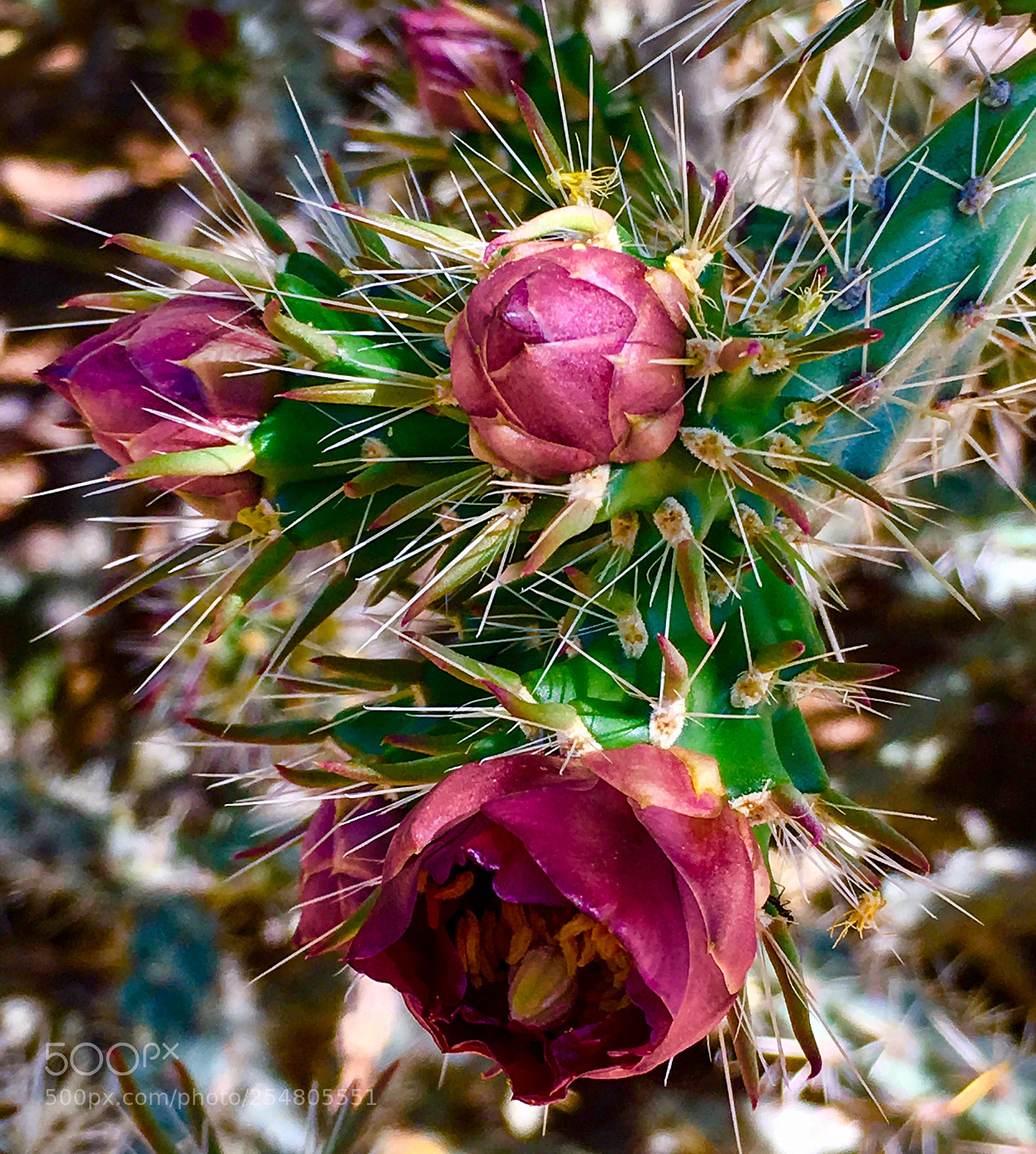 Apple iPhone 6s sample photo. Cactus bloom photography