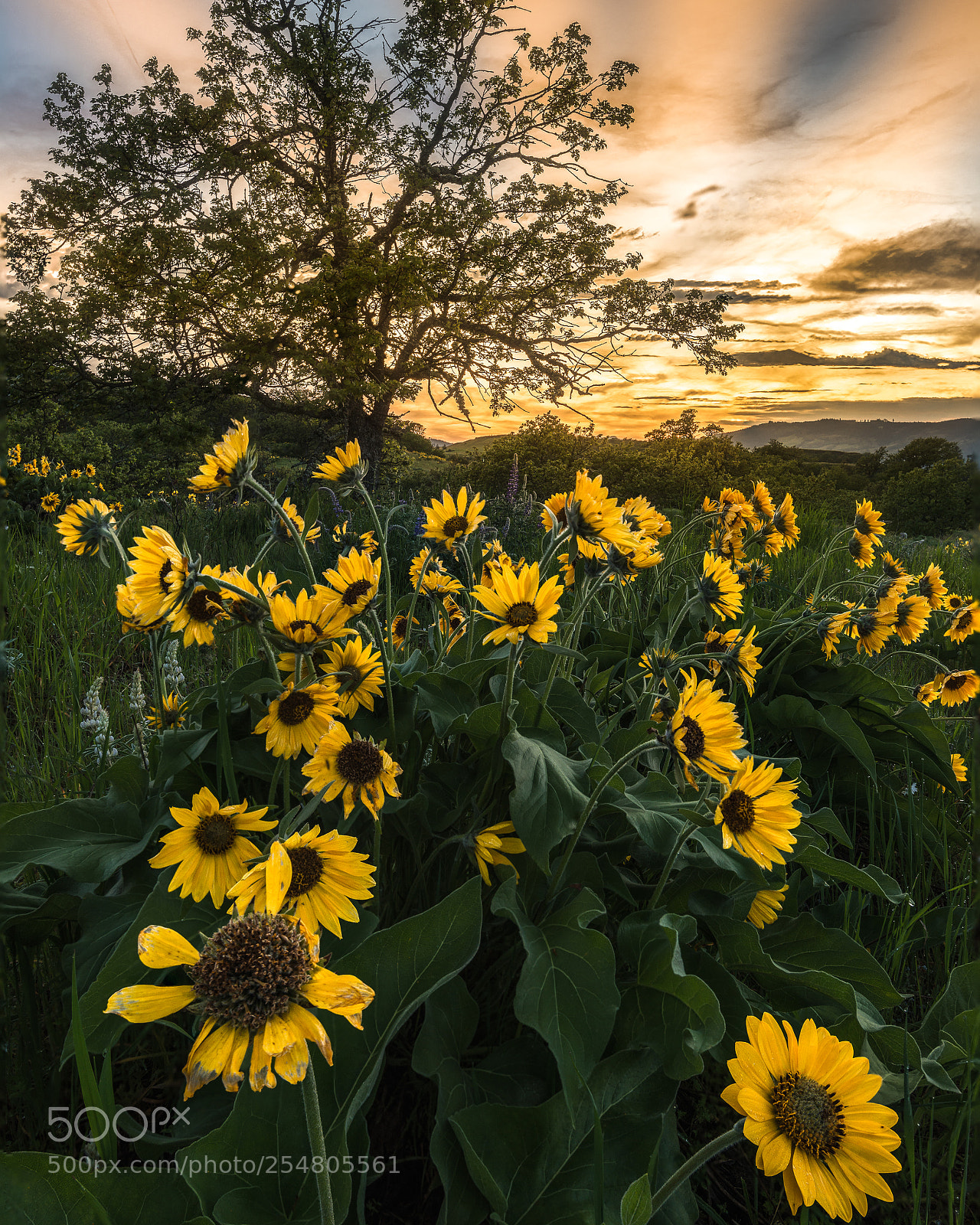 Nikon D800 sample photo. Flora photography