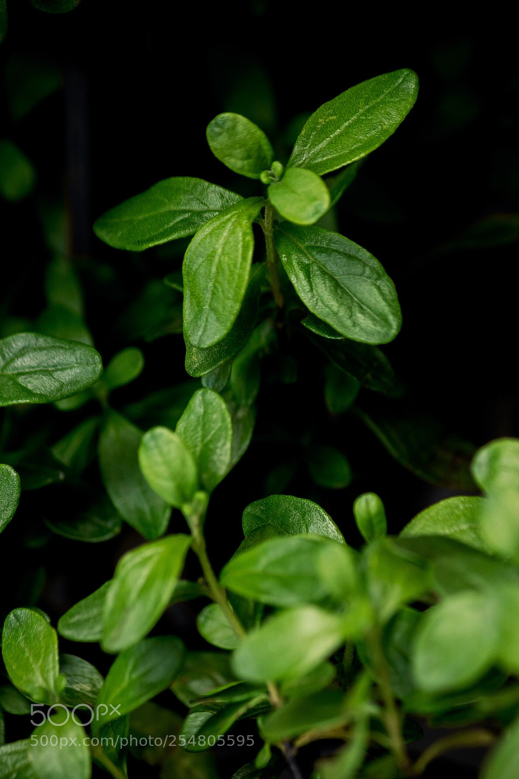 Canon EOS 80D sample photo. Mint photography
