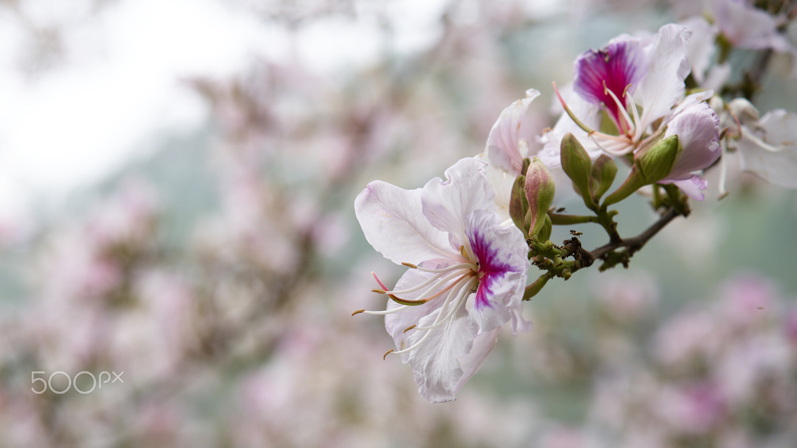 Nikon AF-S Nikkor 24-120mm F4G ED VR sample photo. Orchid photography