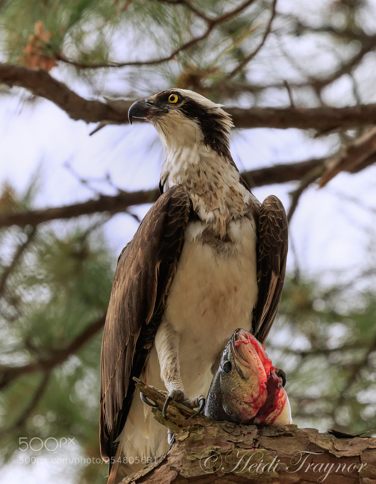 Canon EOS 7D Mark II sample photo. A moment before eating photography