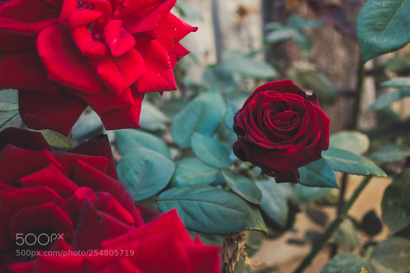 Nikon D3100 sample photo. Rosa photography