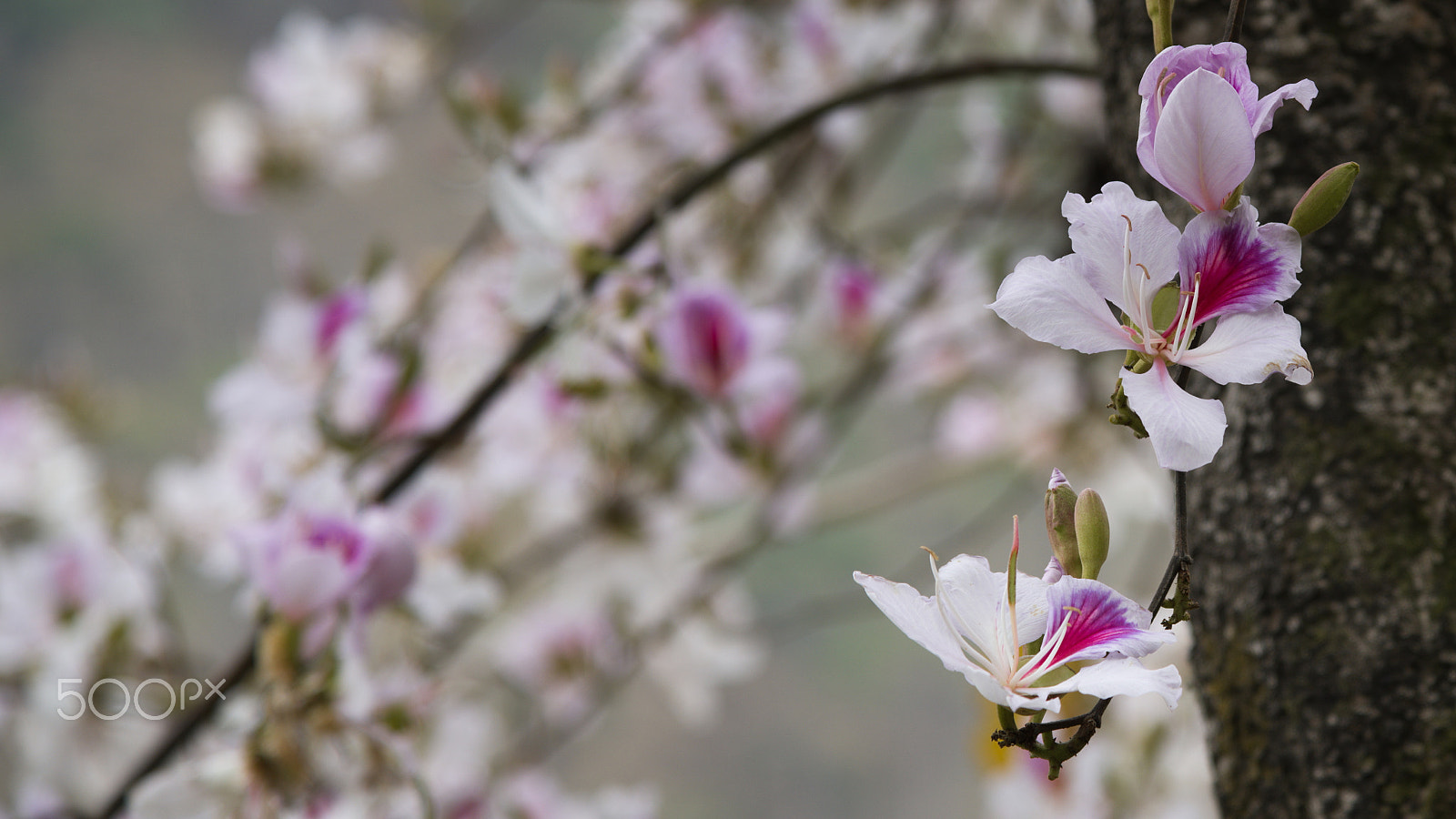 Nikon AF-S Nikkor 24-120mm F4G ED VR sample photo. Orchid tree photography