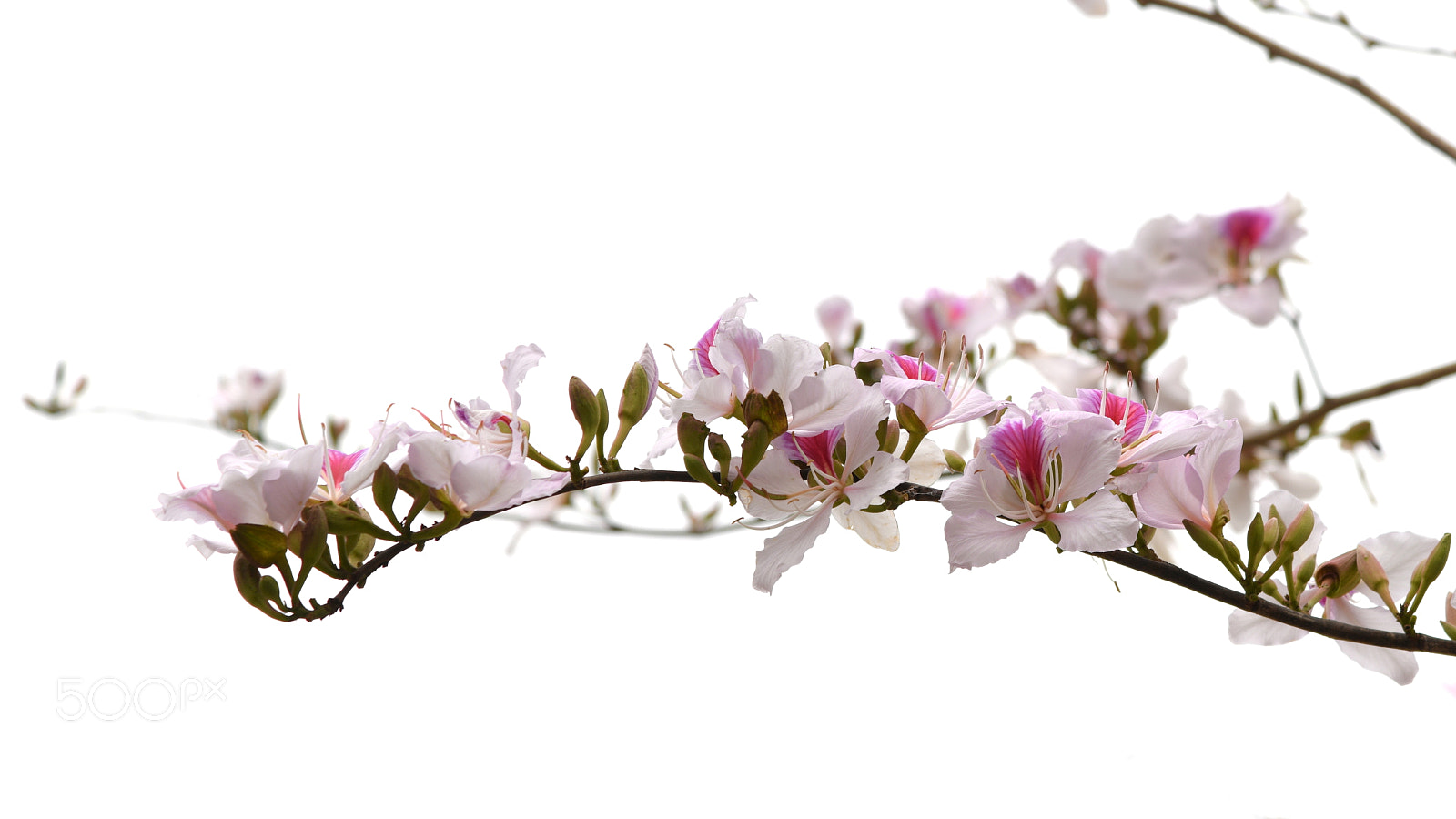 Nikon AF-S Nikkor 24-120mm F4G ED VR sample photo. Beautiful orchid photography