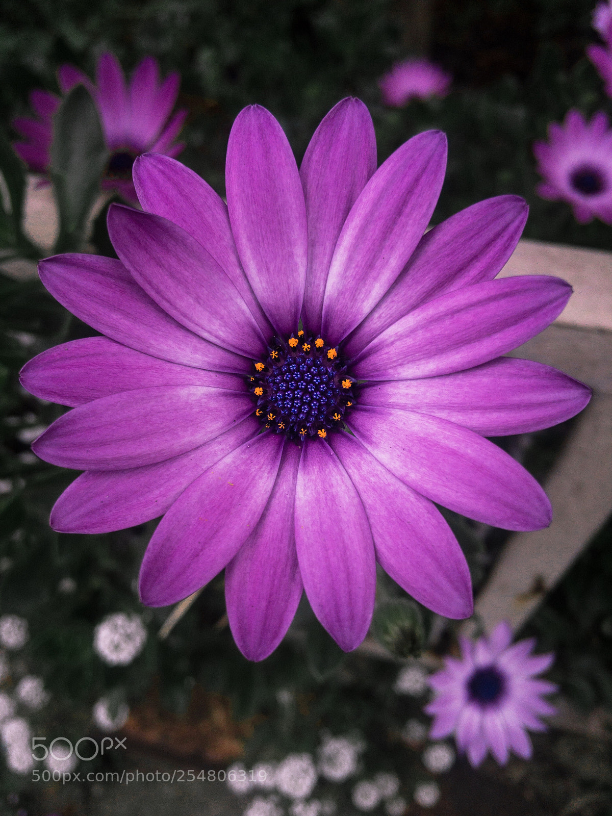 Apple iPhone 6s Plus sample photo. A tribute to purple photography